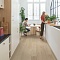 QS Second choice Alpha BLOS  SPE40322 - AVSPU 40322 Дуб береговой песчаный (миниатюра фото 10)